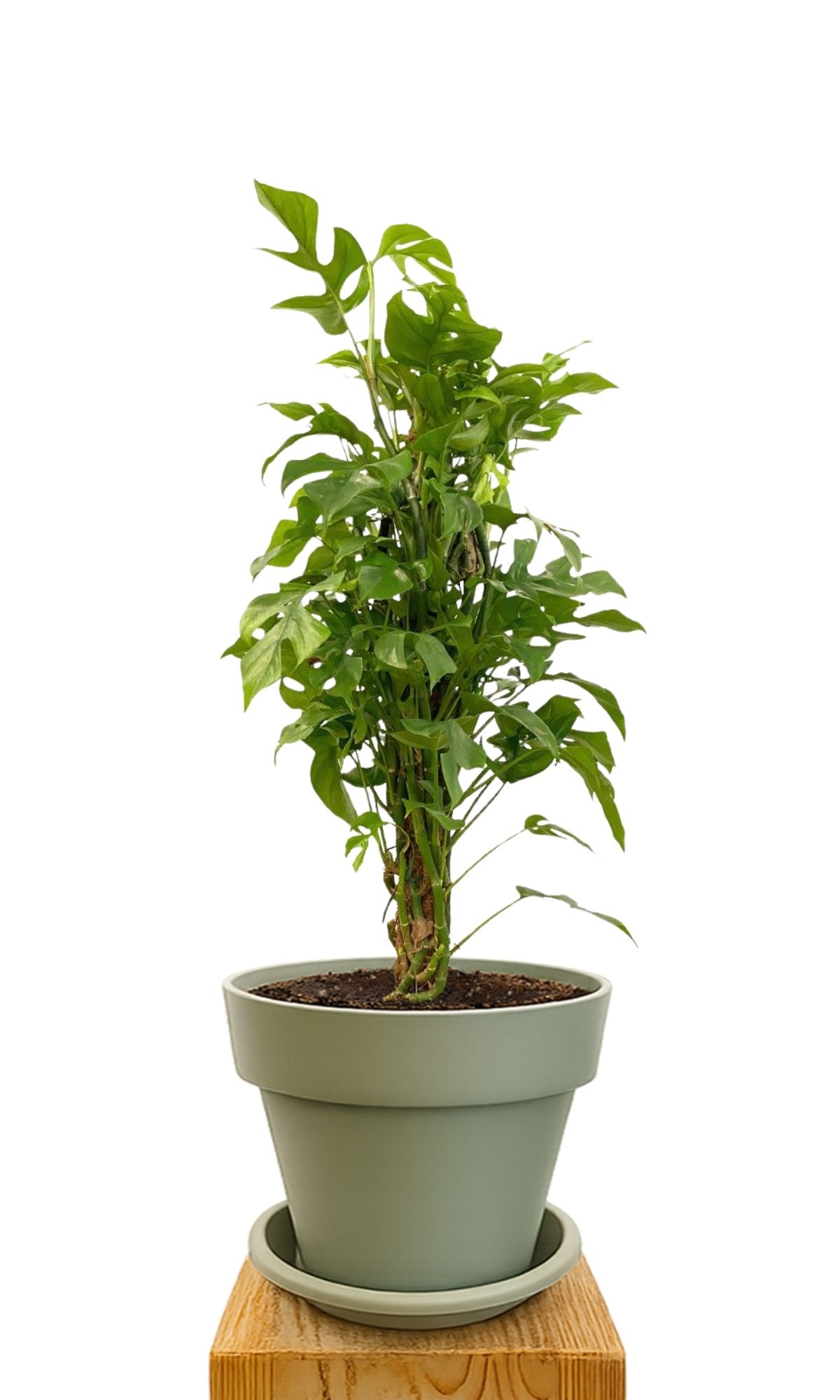 Plant kit 30 Green